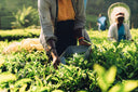 Quik Tea Organic Darjeeling Tea 3.5oz